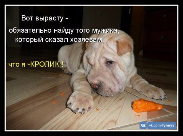 Кролик!