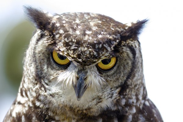don t make me angry by steve fraseruk-d7
