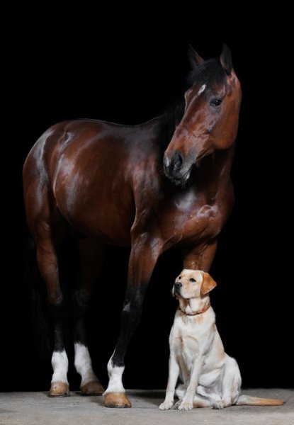 Beautiful horses