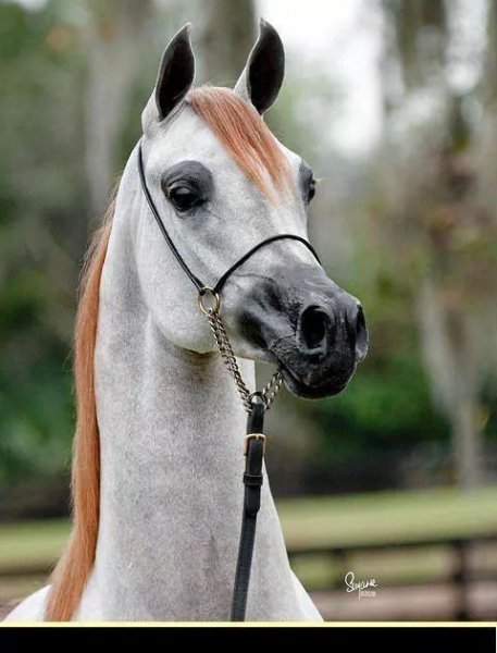Arabian horses love!