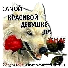 volk и roza