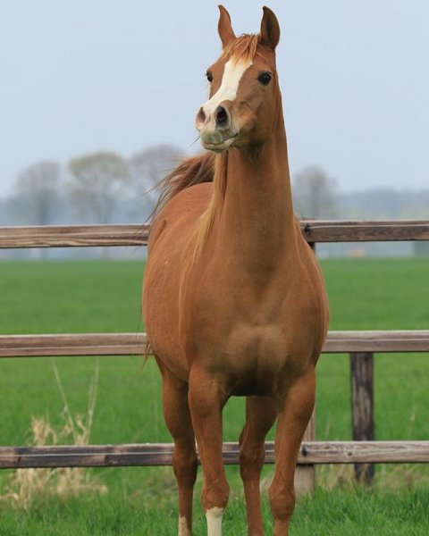 Horses love!