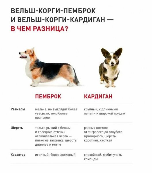 Корги