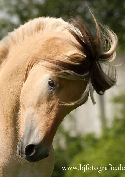 Horse love