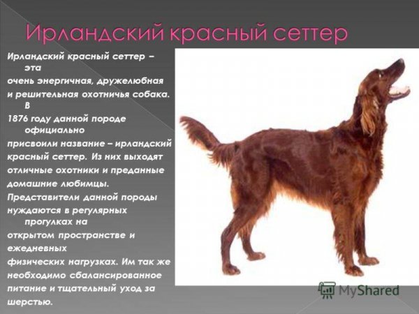 Сеттер