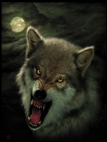 wolf