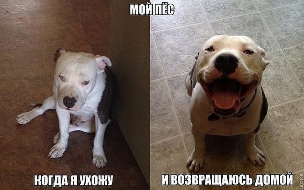 Мой пёс