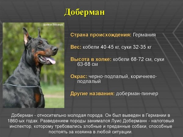 Доберман