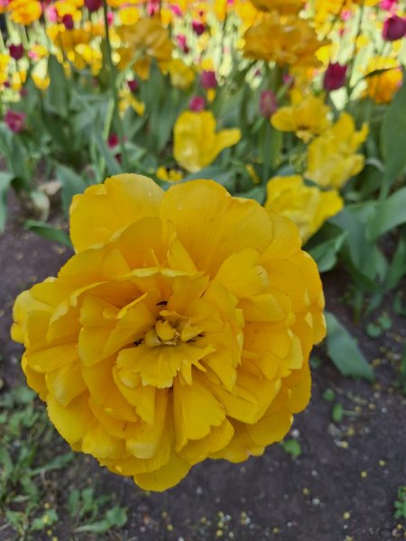picture_363677092