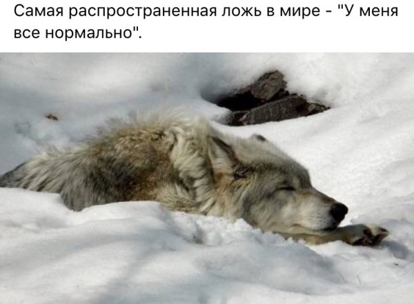 Цитаты Волки