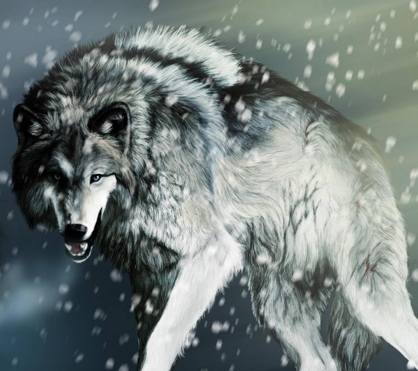 wolf-487672