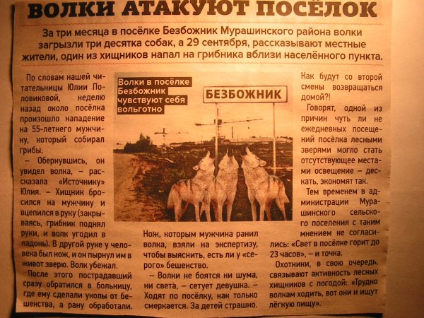 Волки атакуют поселок