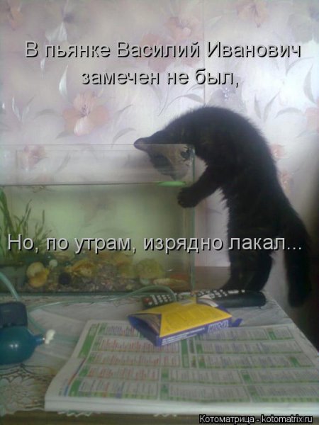 Изрядно лакал...