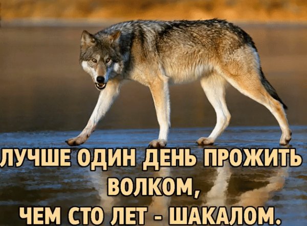 Чем шакалом