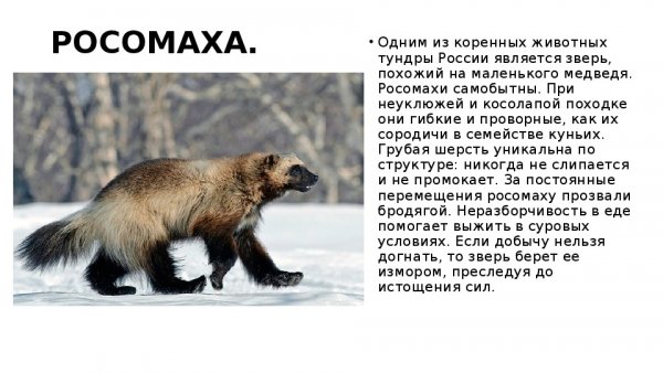 Росомаха