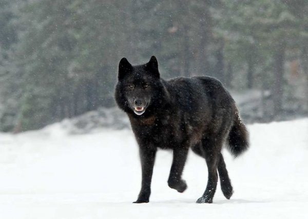 Black-Wolf-38