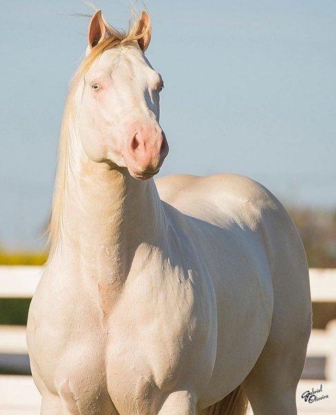 Horses love!