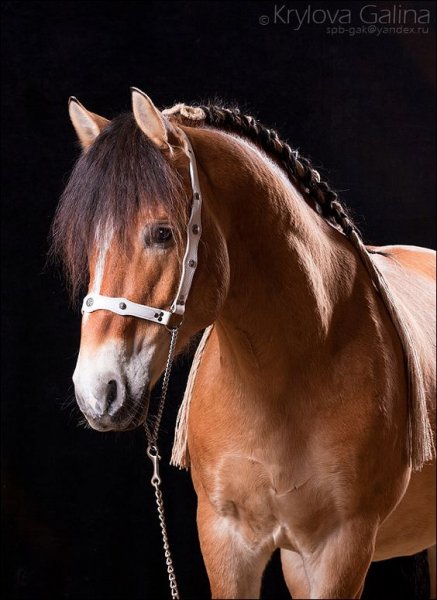 Horses love!