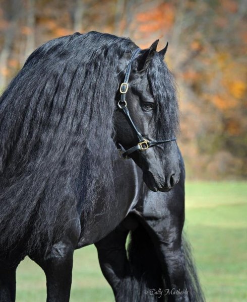 Horses-friesian