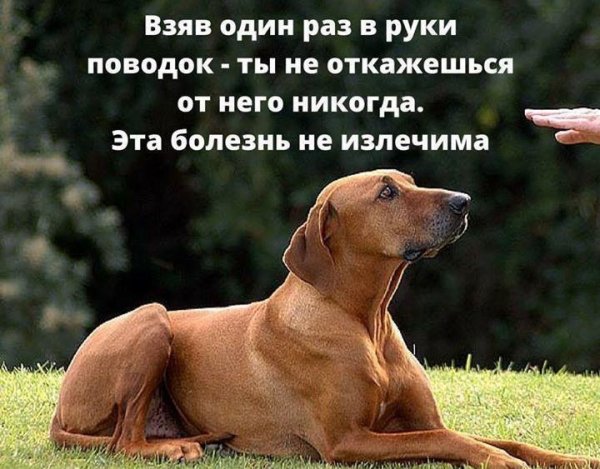 Не излечима