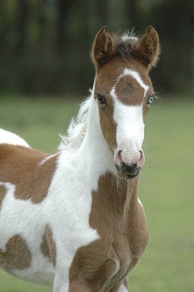 horse-love