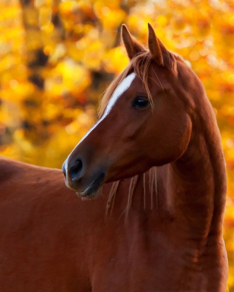 Horses