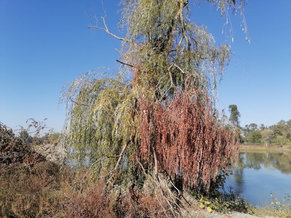 IMG 20241006 094446