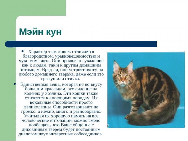 Мэйн кун
