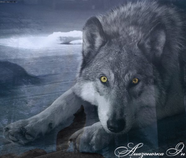 image (21)