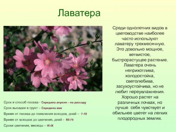 Лаватера