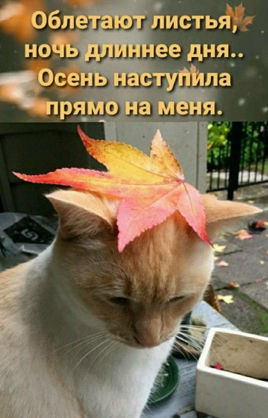КотЭ)