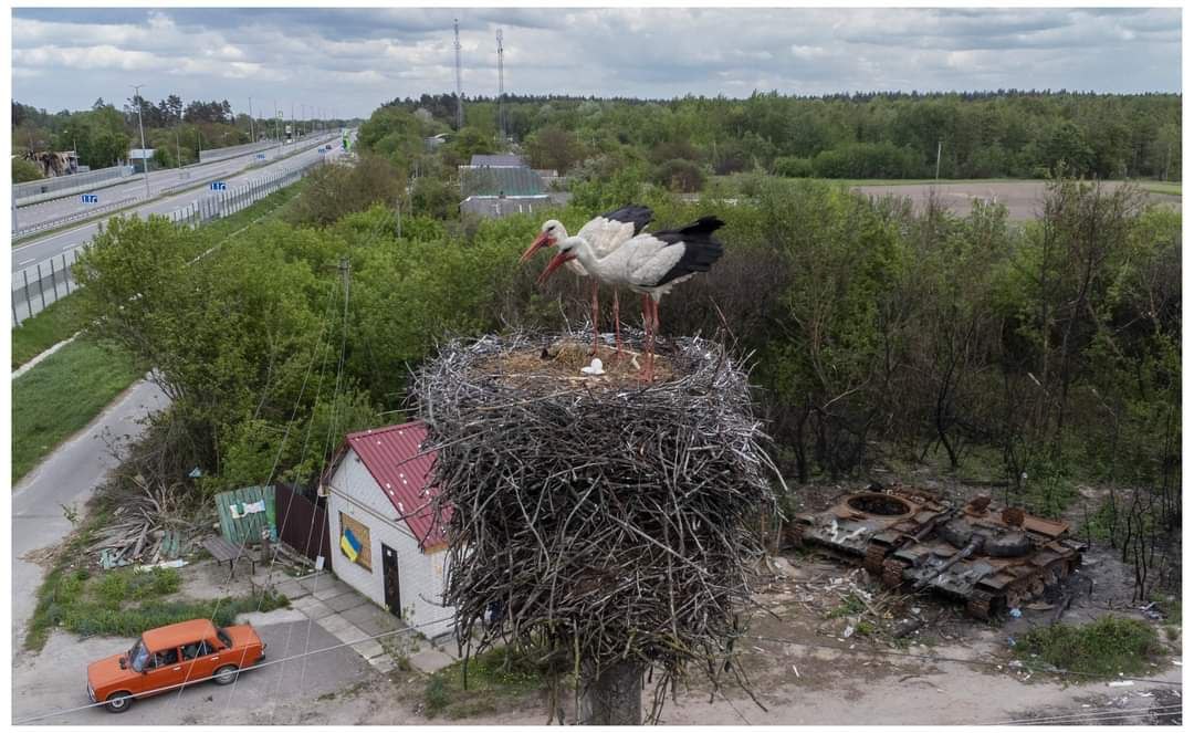 Аисты, весна 2022