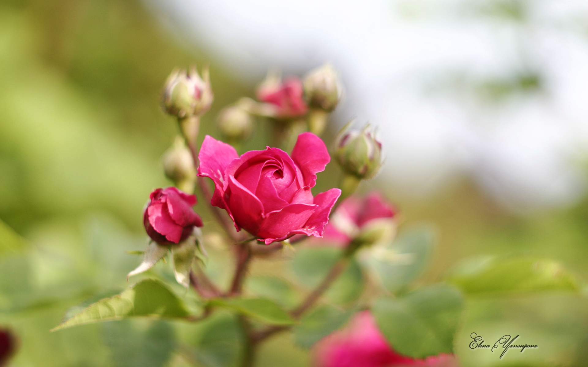 Beautiful Blossoms by Elena Yansupova summer rose