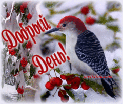 Добрый день