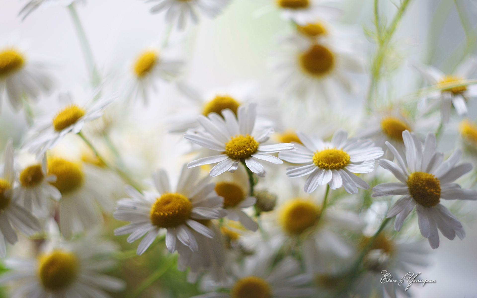 Beautiful Blossoms by Elena Yansupova daisies