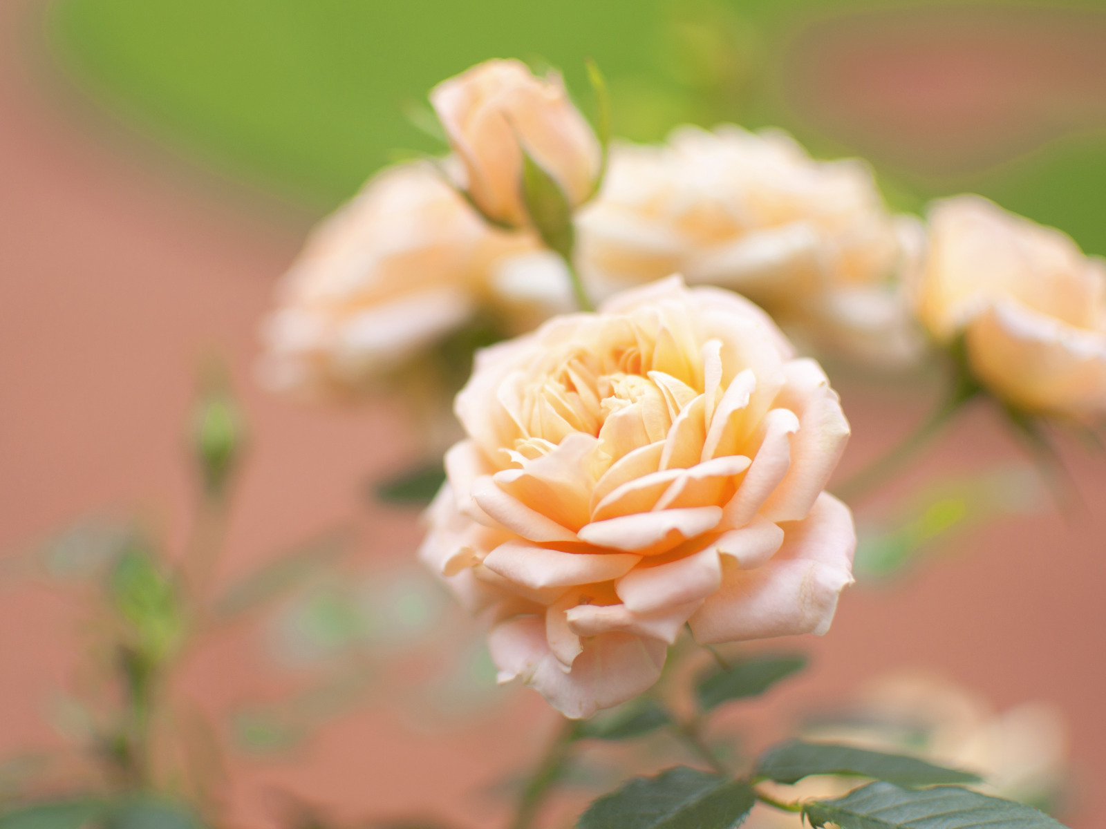 file_76378774