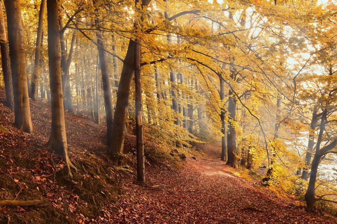 Trees 2