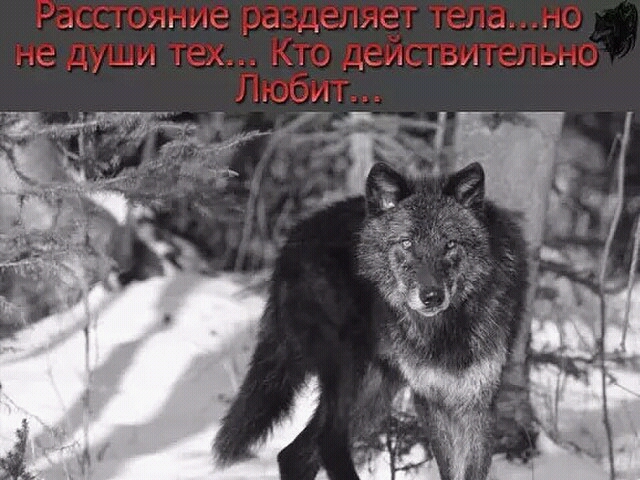 ВОЛК