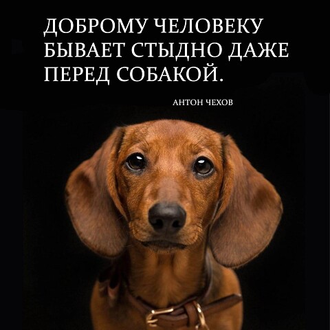 Стыд