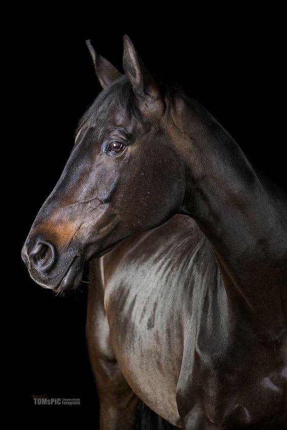 Красавец!!! Horses love