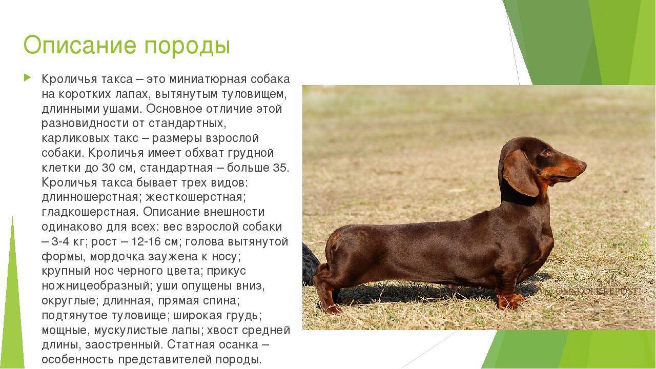 Кроличья такса
