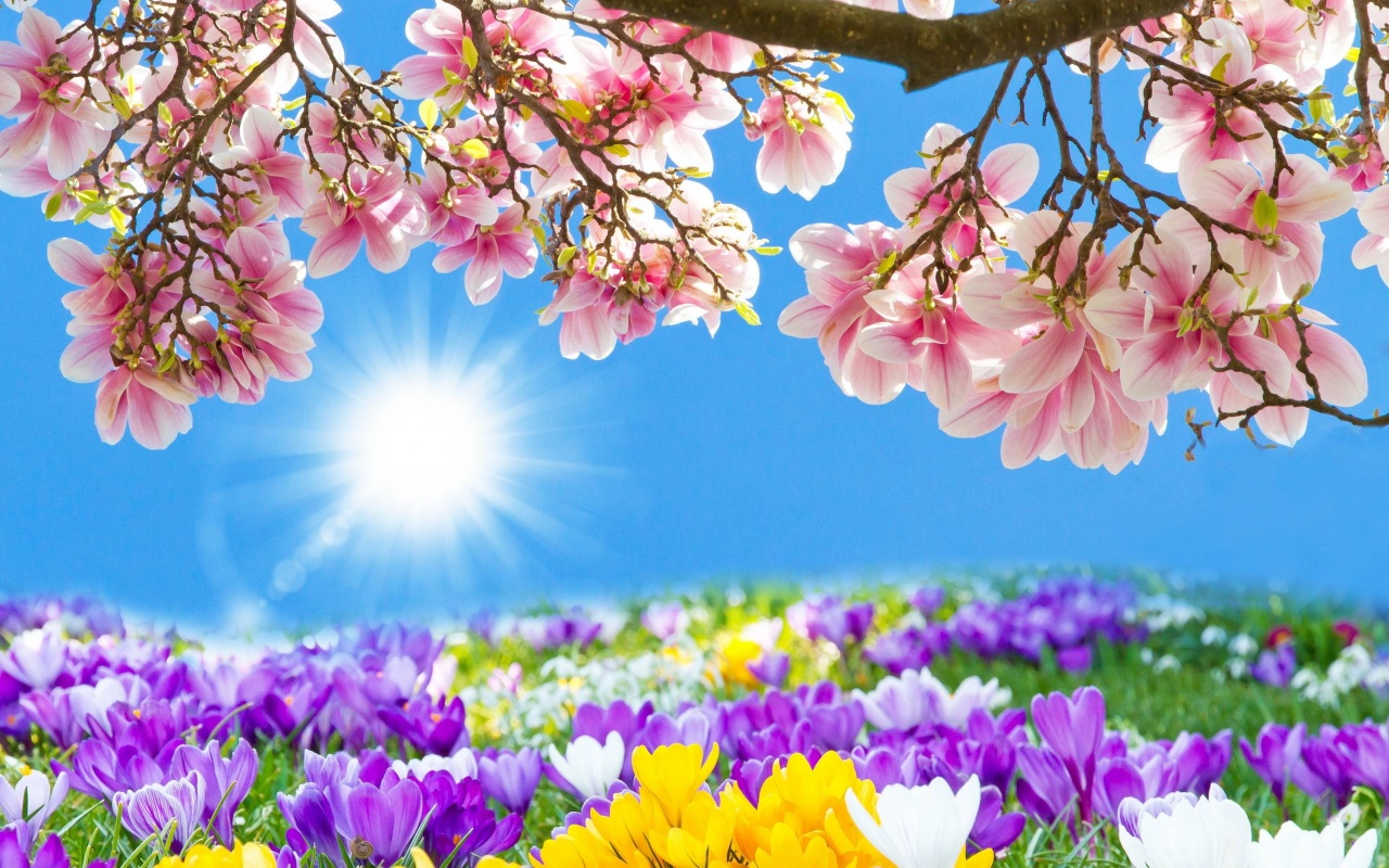 sakura цветы ветка Cherry Blossoms
