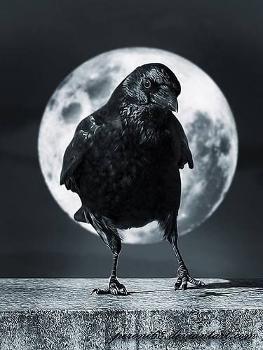 Black Raven (6)