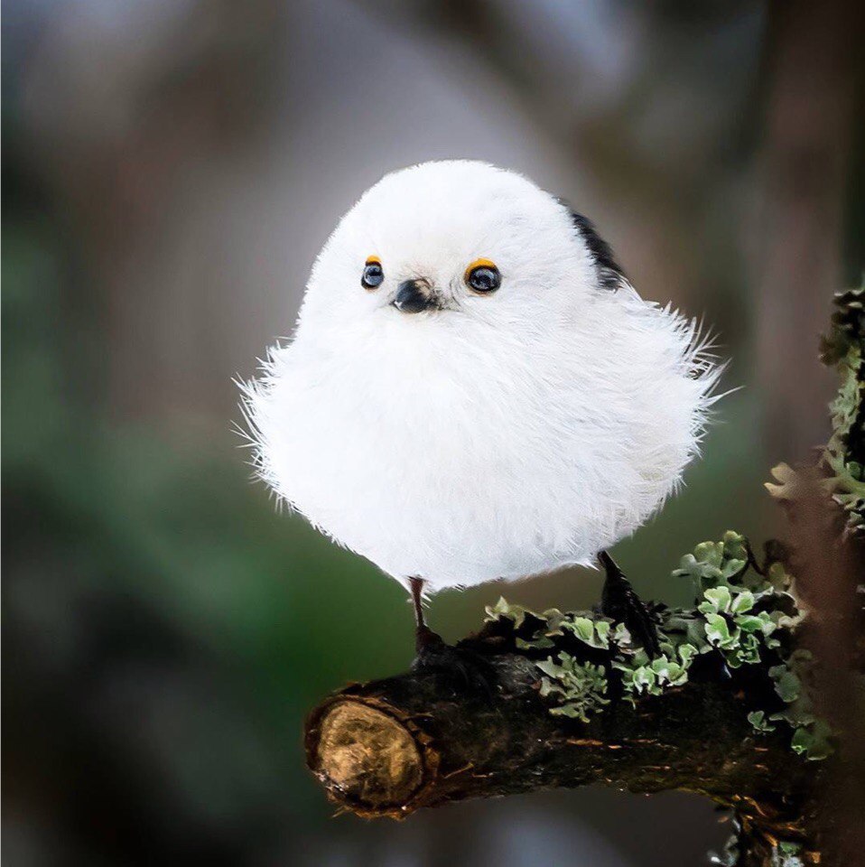 Птичкин