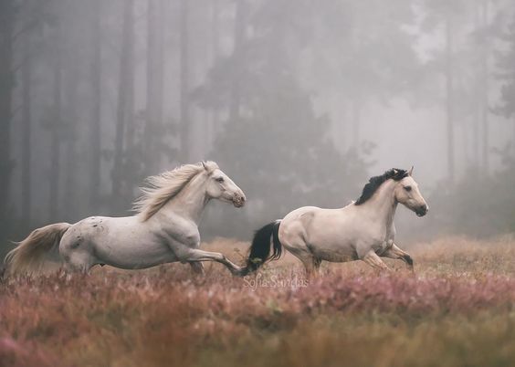 Qh-mOzk9pxw