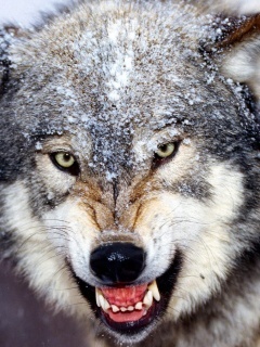Wolf