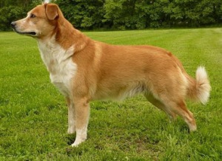 Австрийский пинчер (4)