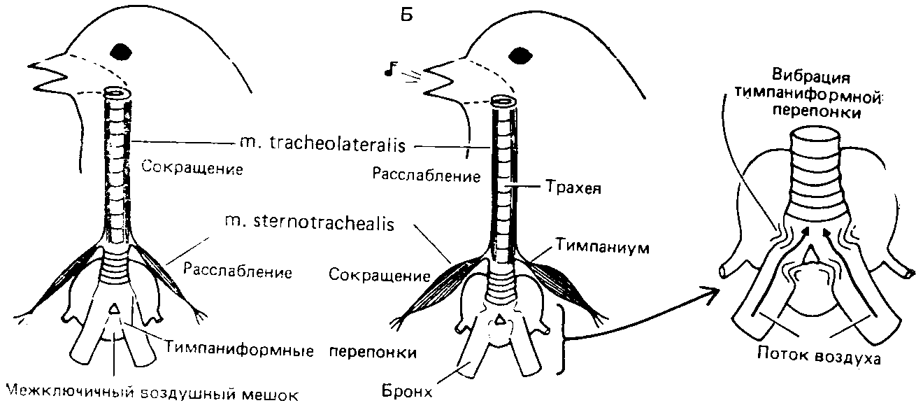 Сиринкс