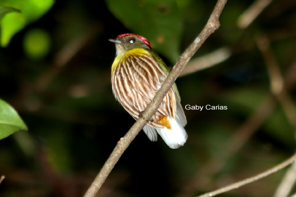 Пёстрый корольковый манакин