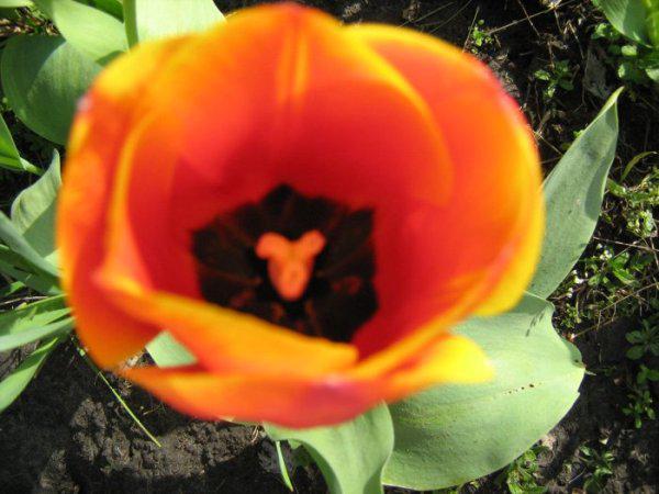 file_86323517